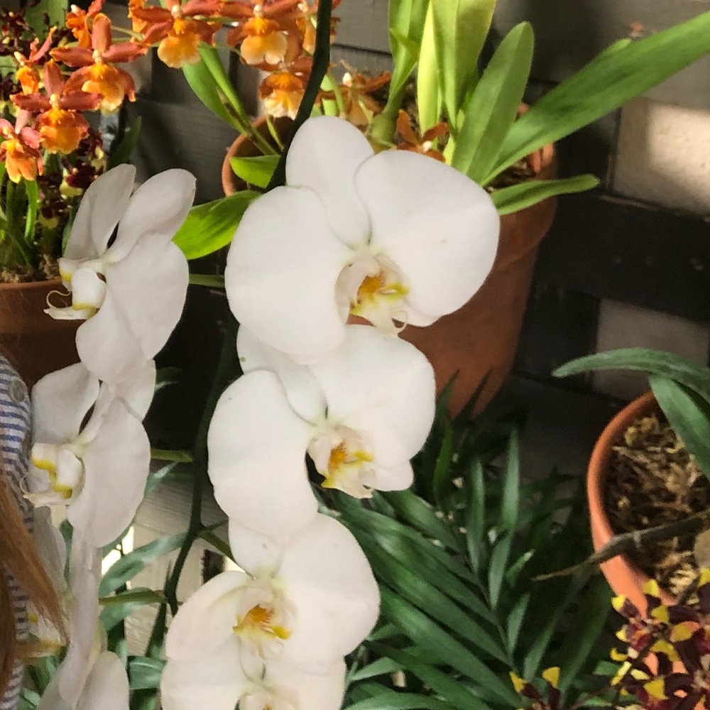 Meet your Posher, Margaret